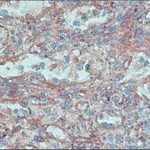 Merck Anti-FHOD1 antibody produced in rabbit