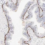 Merck Anti-SLC7A3 antibody produced in rabbit