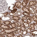 Merck Anti-SMC4 antibody produced in rabbit