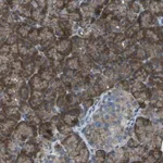 Merck Anti-KCTD3 antibody produced in rabbit