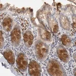 Merck Anti-REN antibody produced in rabbit