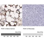 Merck Anti-FCN1 antibody produced in rabbit