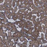 Merck Anti-ATP7B antibody produced in rabbit