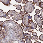Merck Anti-STRA6 antibody produced in rabbit