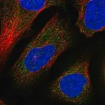 Merck Anti-DNAJC13 antibody produced in rabbit