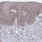 Merck Anti-PEX14 antibody produced in rabbit