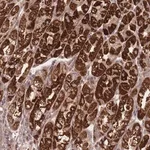 Merck Anti-ATP5L antibody produced in rabbit