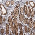 Merck Anti-PRKCI antibody produced in rabbit