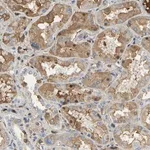 Merck Anti-GYG2 antibody produced in rabbit