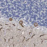 Merck Anti-HCRTR1 antibody produced in rabbit