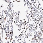 Merck Anti-NRROS antibody produced in rabbit