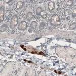 Merck Anti-NMU antibody produced in rabbit