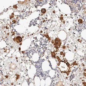 Merck Anti-ITGB3 antibody produced in rabbit