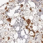 Merck Anti-ITGB3 antibody produced in rabbit