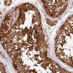 Merck Anti-HMOX2 antibody produced in rabbit