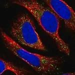 Merck Anti-TAPT1 antibody produced in rabbit