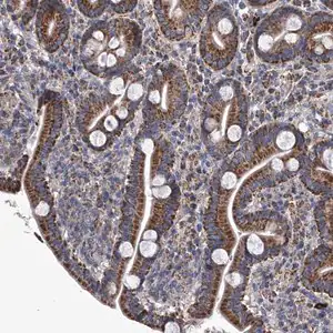 Merck Anti-MRGPRD antibody produced in rabbit
