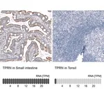 Merck ANTI-TPRN antibody produced in rabbit
