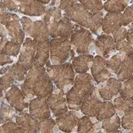 Merck Anti-PLEKHA2 antibody produced in rabbit