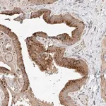 Merck Anti-NR1D1 antibody produced in rabbit