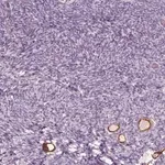 Merck Anti-ZP4 antibody produced in rabbit