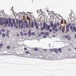 Merck Anti-RD3 antibody produced in rabbit