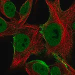 Merck Anti-SGCE antibody produced in rabbit