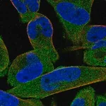 Merck Anti-STRIP1 antibody produced in rabbit