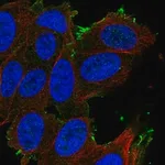 Merck Anti-SLCO1A2 antibody produced in rabbit