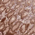 Merck Anti-NADK antibody produced in rabbit