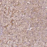 Merck Anti-APOC1 antibody produced in rabbit
