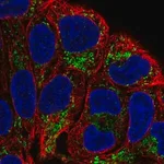 Merck Anti-L2HGDH antibody produced in rabbit