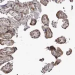 Merck Anti-PSMB2 antibody produced in rabbit