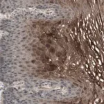 Merck Anti-ALOX12 antibody produced in rabbit