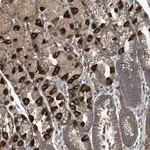 Merck Anti-PDP2 antibody produced in rabbit