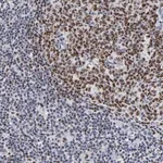 Merck Anti-MBD4 antibody produced in rabbit