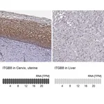 Merck Anti-ITGB8 antibody produced in rabbit