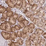 Merck Anti-TAPT1 antibody produced in rabbit