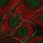 Merck Anti-AGO2 antibody produced in rabbit