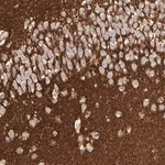 Merck Anti-GPM6B antibody produced in rabbit