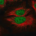 Merck Anti-SLF1 antibody produced in rabbit