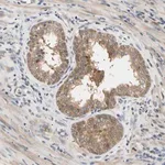 Merck Anti-SEC23B antibody produced in rabbit