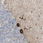 Merck Anti-SEMA3F antibody produced in rabbit