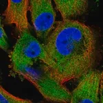 Merck Anti-ZC3HAV1 antibody produced in rabbit