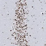 Merck Anti-CMAS antibody produced in rabbit