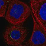 Merck Anti-F3 antibody produced in rabbit
