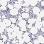 Merck Anti-LRRC58 antibody produced in rabbit