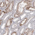 Merck Anti-STRADB antibody produced in rabbit