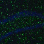 Merck Anti-ITPKA antibody produced in rabbit