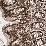 Merck Anti-NCBP3 antibody produced in rabbit